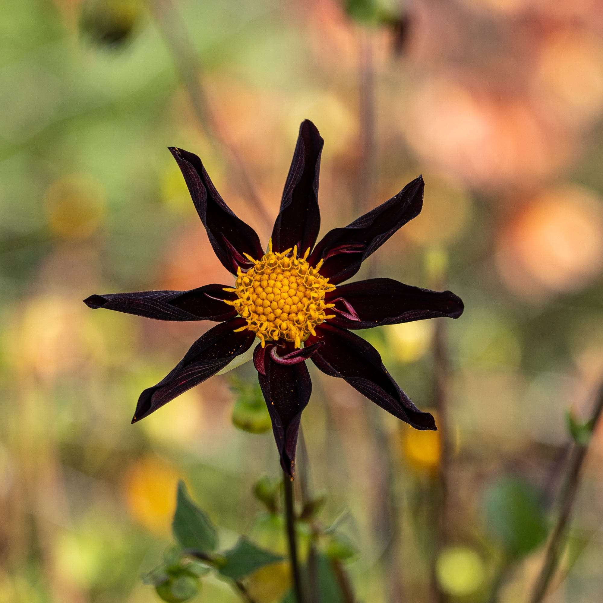 Dahlia 'Veronne´s Obsidian'